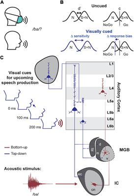 Behavioral Approaches to Study Top-Down Influences on Active Listening